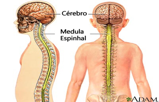 Фиксированный спинной. Синдром фиксированного спинного мозга. Центральный канал спинного мозга. 31 Пара спинномозговых картинка. Можно ли пересадить спинной мозг женщине.